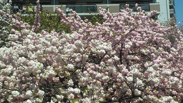 2014京阪神奈賞櫻六日行-Day 6 大阪造幣局（上）
