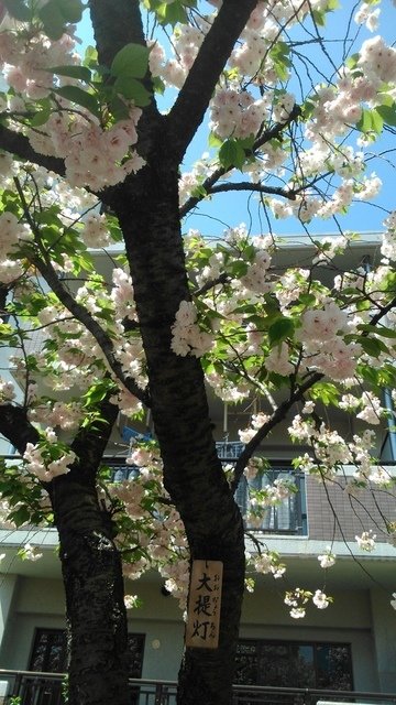 2014京阪神奈賞櫻六日行-Day 6 大阪造幣局（上）