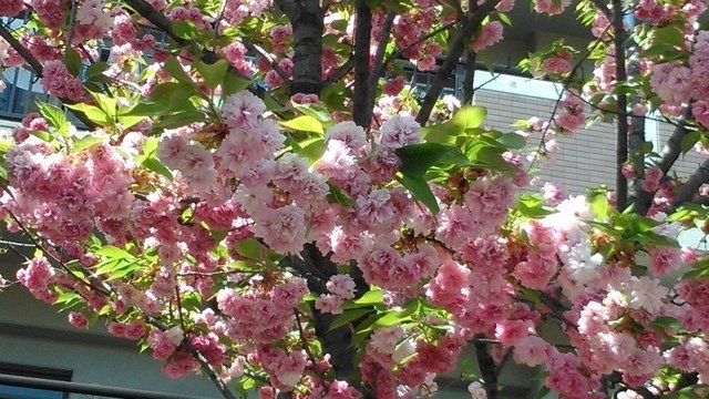 2014京阪神奈賞櫻六日行-Day 6 大阪造幣局（上）