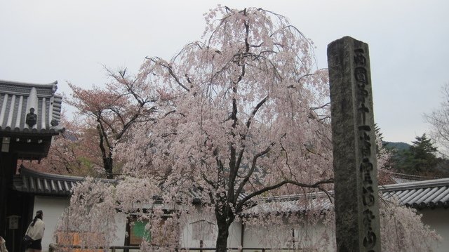 2014京阪神奈賞櫻六日行-Day 4 醍醐寺　