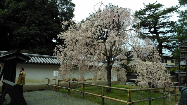 2014京阪神奈賞櫻六日行-Day 4 醍醐寺　