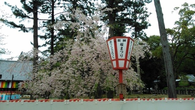 2014京阪神奈賞櫻六日行-Day 4 醍醐寺　