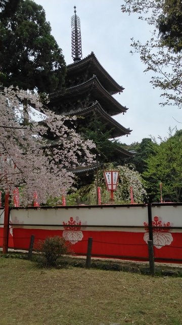 2014京阪神奈賞櫻六日行-Day 4 醍醐寺　