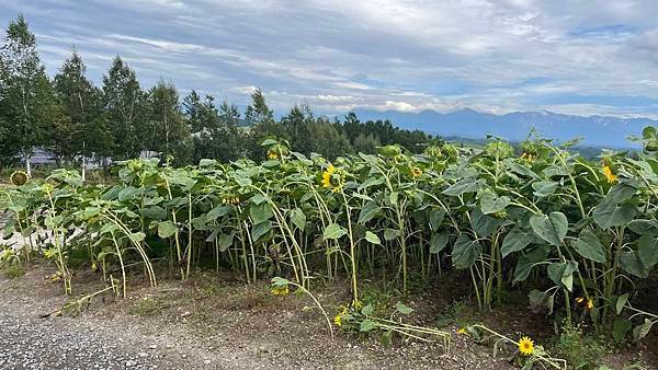 【2023北海道】搭美遊巴士暢玩美瑛！新榮之丘展望公園 四季