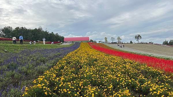 【2023北海道】搭美遊巴士暢玩美瑛！新榮之丘展望公園 四季