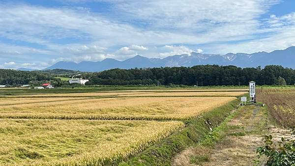 【2023北海道】富良野・美瑛慢車號｜JR北海道夏日限定觀光