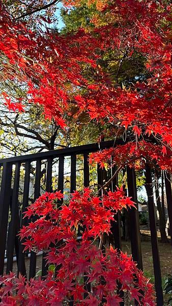 東京豪德寺招福貓神社｜世田谷的招財打卡聖地，來祈求好運吧！