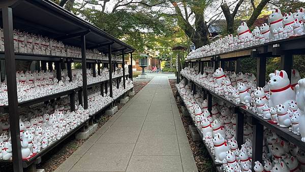 東京豪德寺招福貓神社｜世田谷的招財打卡聖地，來祈求好運吧！