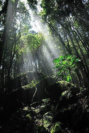 28-加里山-霧鎖山林.jpg