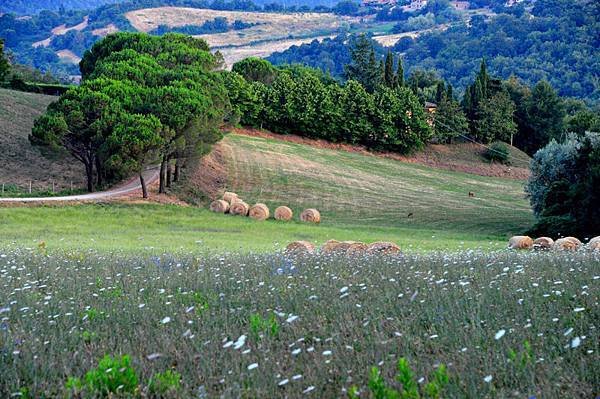 463-Toscana-田野－_resize.jpg