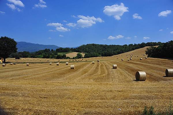 498-Toscana- 田野牧草_resize.JPG