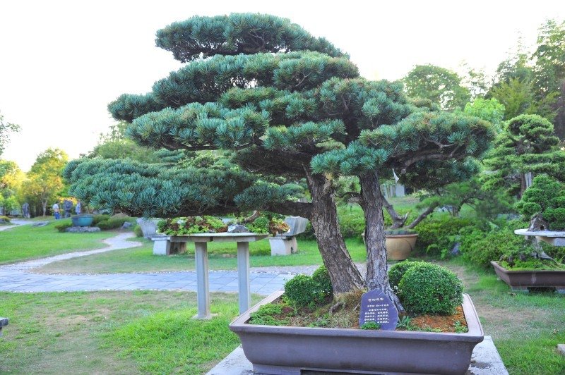 82-鲍家花園-.JPG