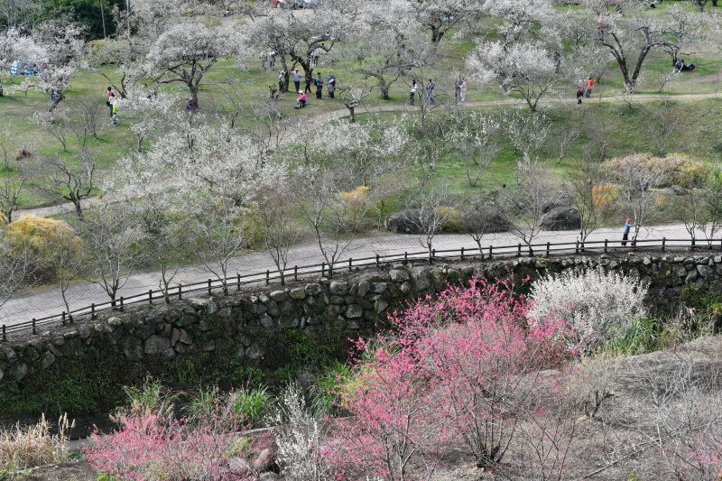 75-柳家梅園--_.JPG