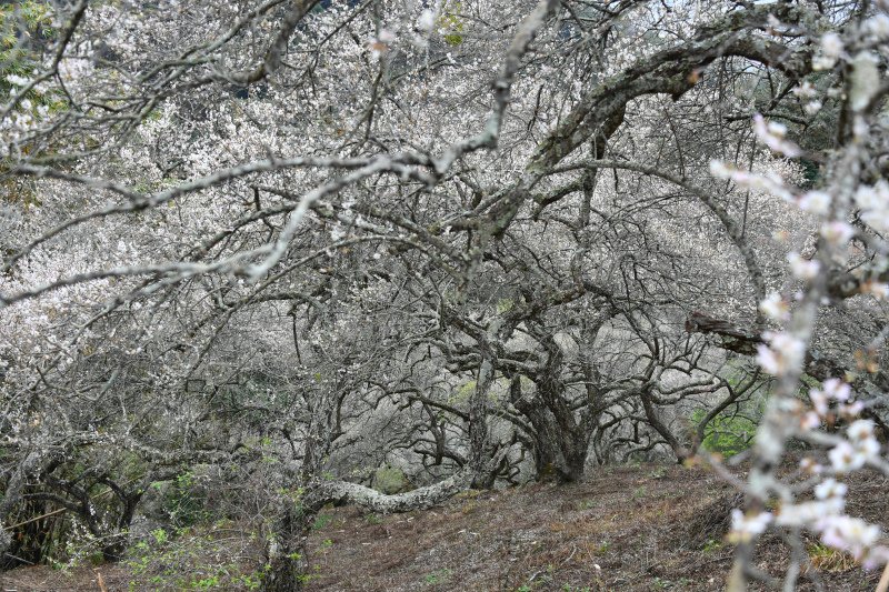 105-柳家梅園-往後山--_.JPG