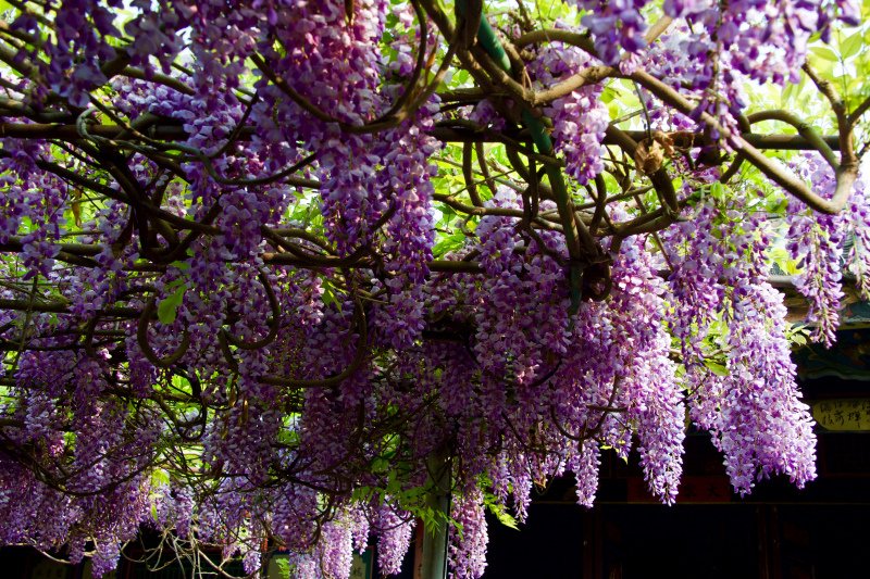 60-建水-朱家花園- 2-_.JPG