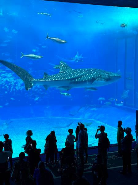 75-沖繩水族館.JPG