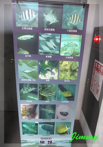 潮間帶魚類.jpg