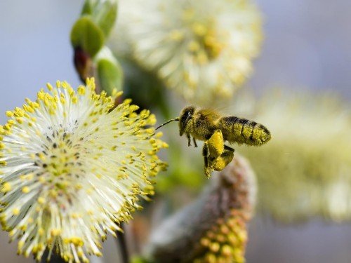 pollen.jpg