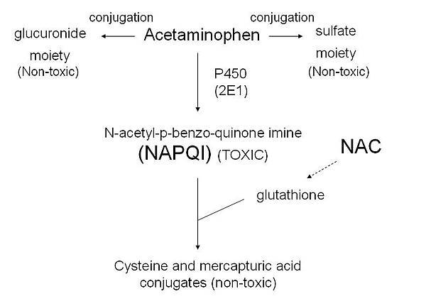 Acetaminophen_metabolism.jpg