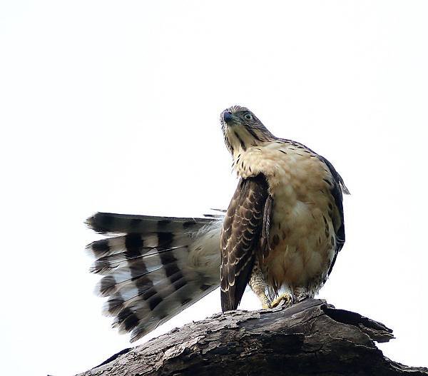 鳳頭曬曬