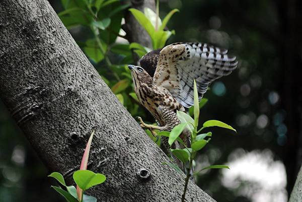 鳳頭小鷹
