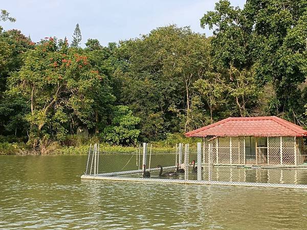 台南新化景點：虎頭埤風景區 釣魚 踩天鵝船 SUP立槳 台南