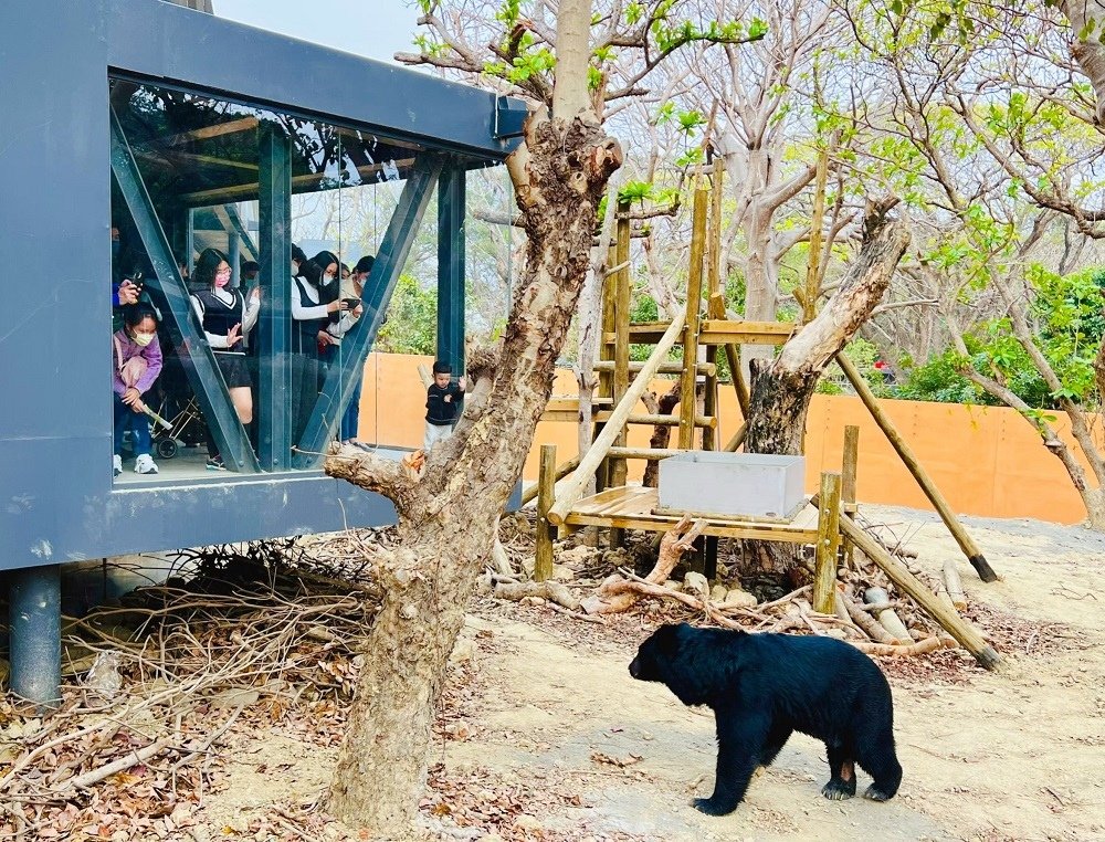 遊客在壽山動物園觀察廊觀察黑熊姿態。.jpg