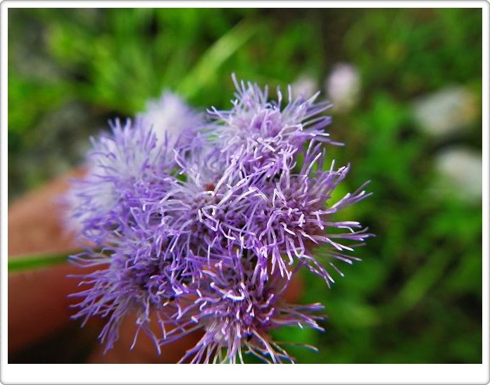 紫花藿香薊