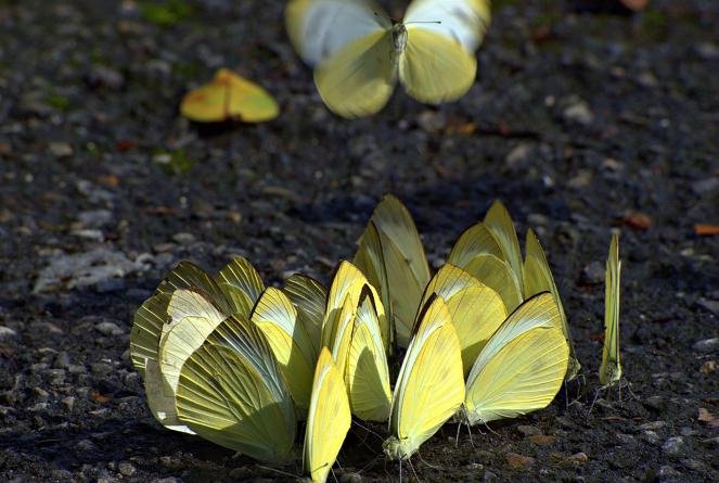 台灣紋白蝶 Pieris canidia (Sparrman, 1768)