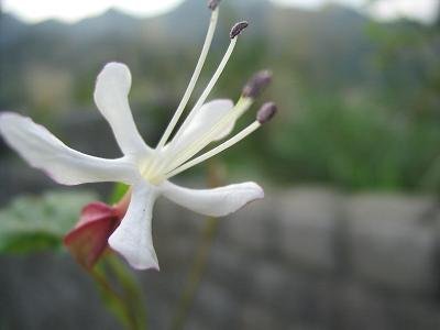 IMG_9526.JPG