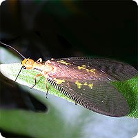 dobsonfly01-200.jpg