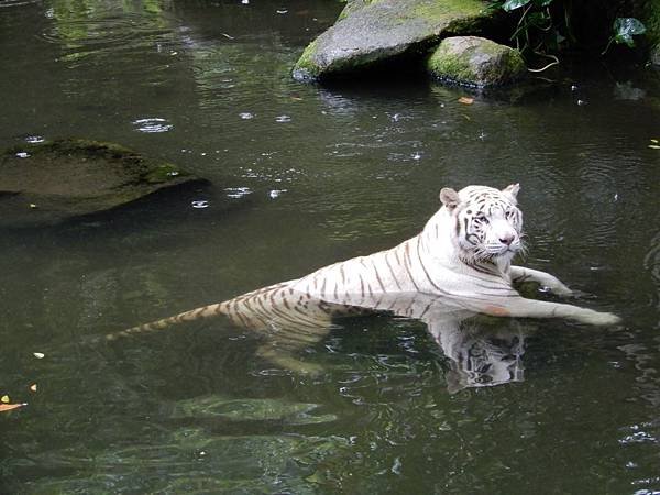 新加坡動物園