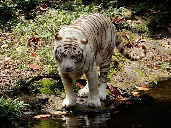 新加坡動物園