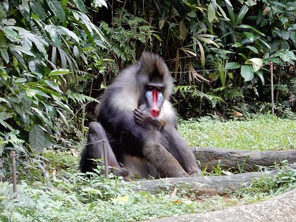 新加坡動物園