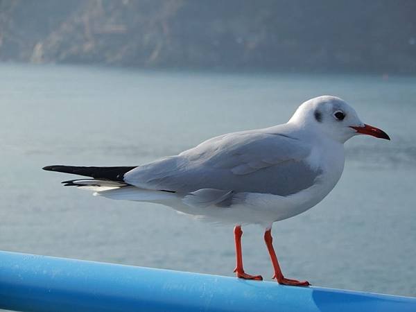 【韓國%2F釜山】松島海水浴場