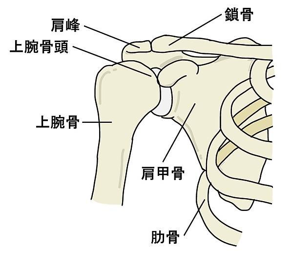 【男孩子肩膀幾歲開始變寬】