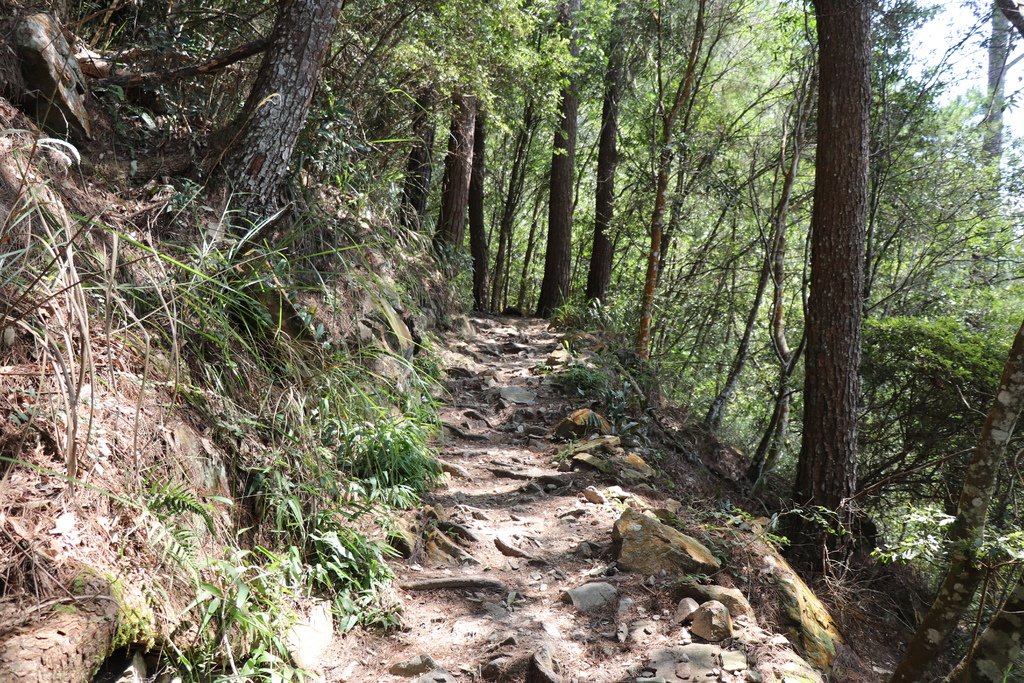 【東卯山】谷關七雄5-2024東卯山-季節限定杜鵑花季