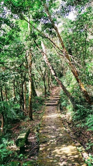 大崙頭山北面步道