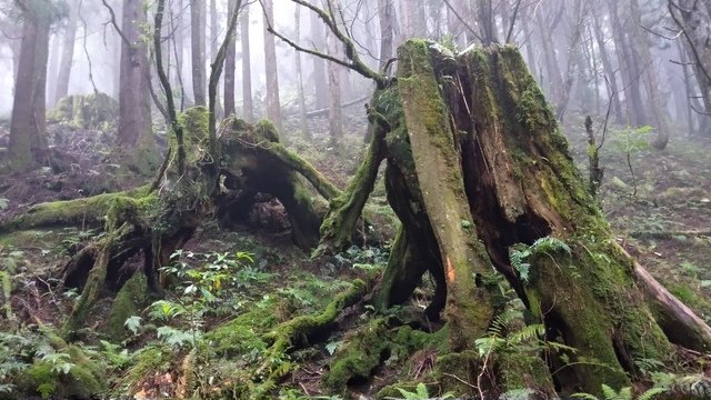 紅檜墳場