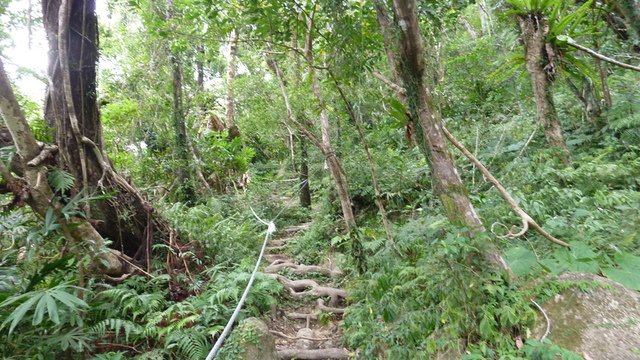 充滿樹根的山徑