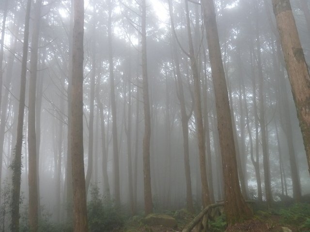 迷霧森林