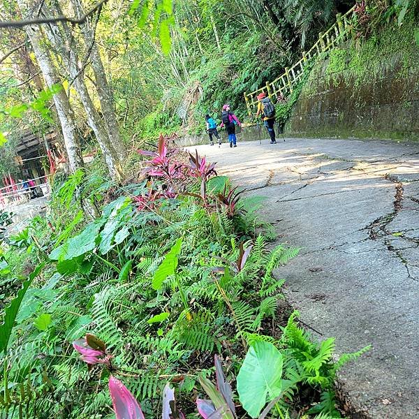 宜蘭抹茶山一日遊