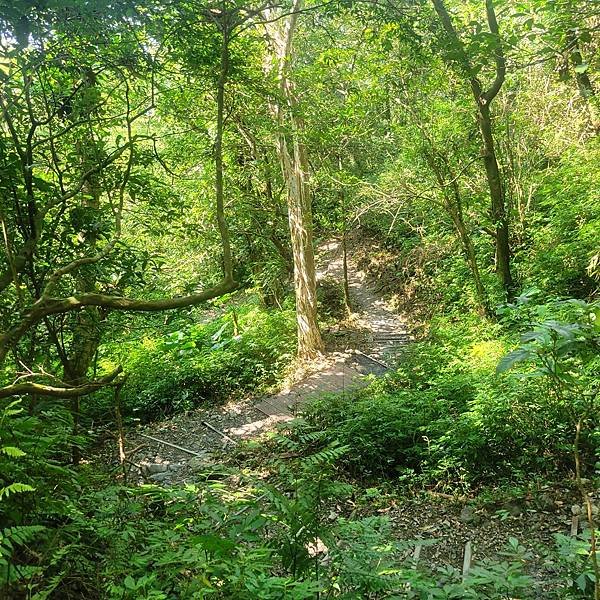 宜蘭抹茶山一日遊