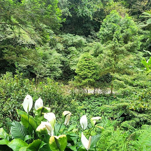 宜蘭抹茶山一日遊