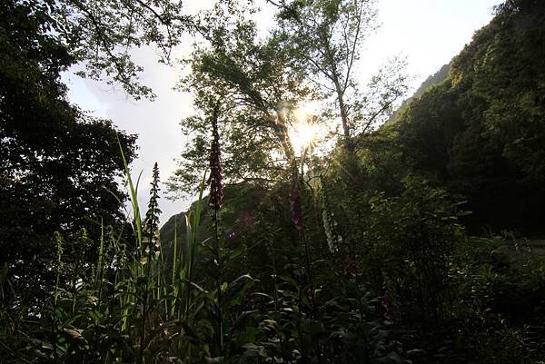 郡大山賞花行