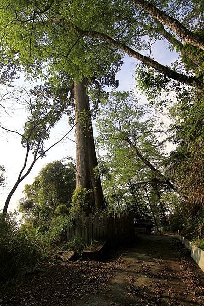 郡大山賞花行