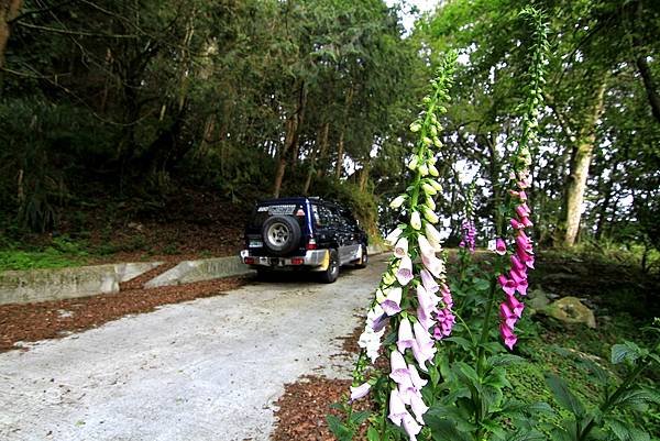 郡大山賞花行