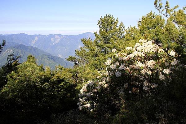 郡大山賞花行