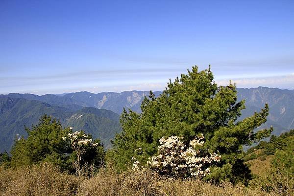 郡大山賞花行