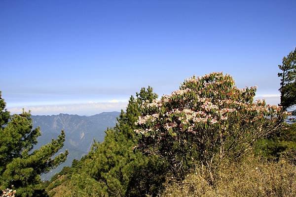 郡大山賞花行